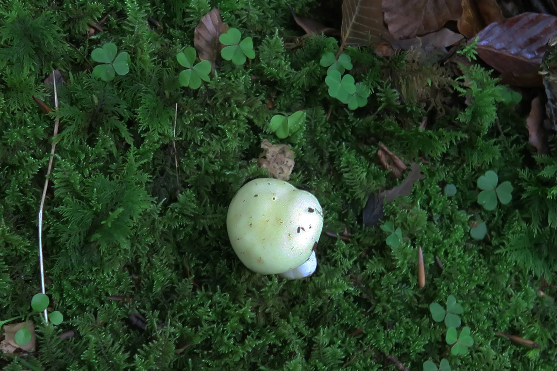 Russula solaris - 1  (2)